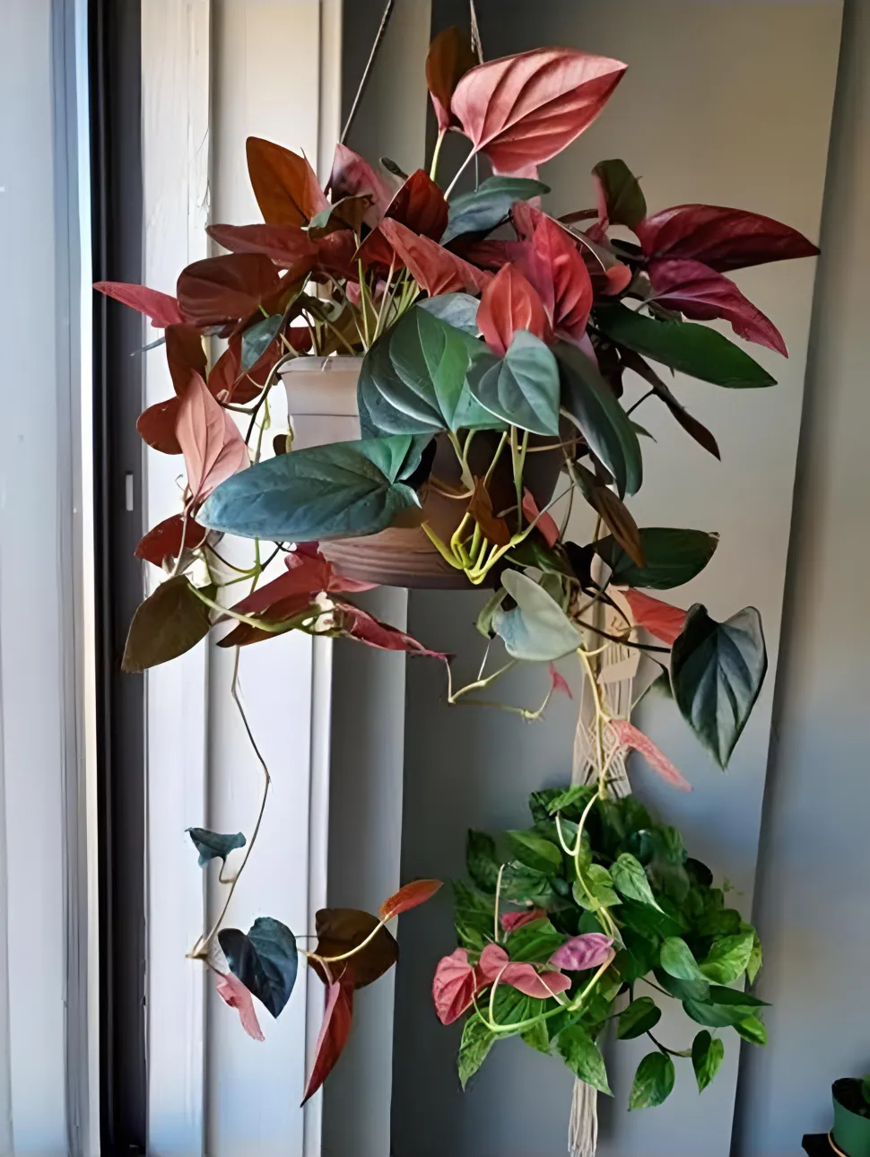 Syngonium med røde og grønne blade