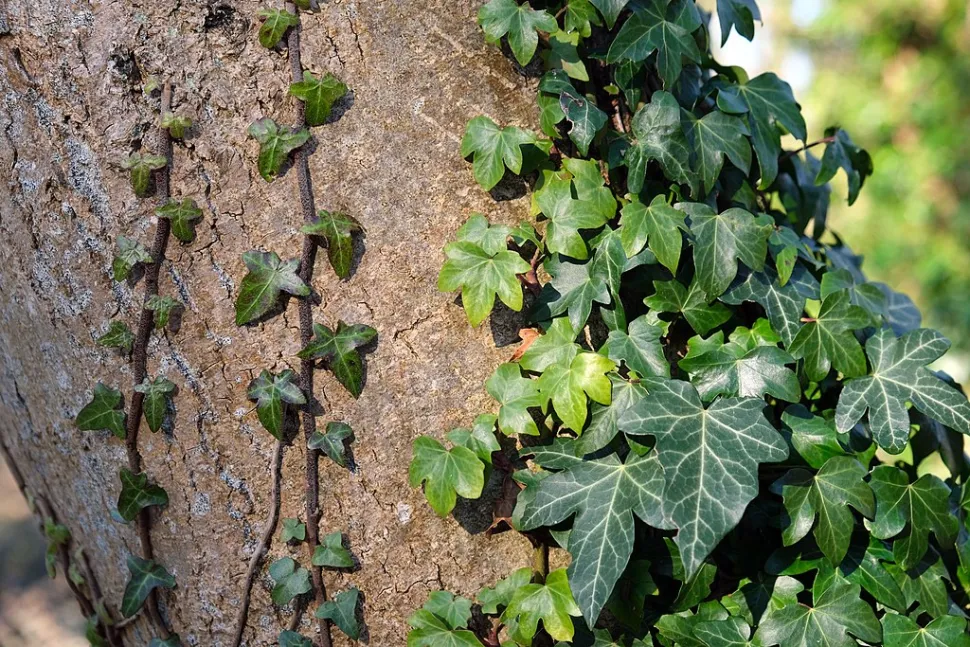 Efeu, der an einem Baum hochklettert