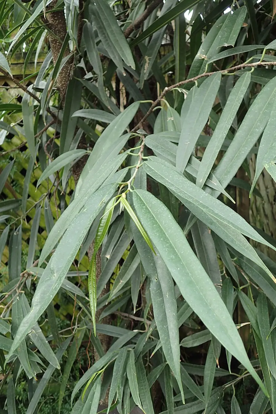 Blatt von Ficus Maclellandii