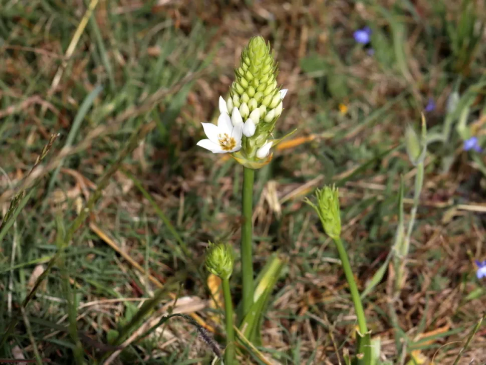 Inflorescência de Ornithogalum thyrsoides