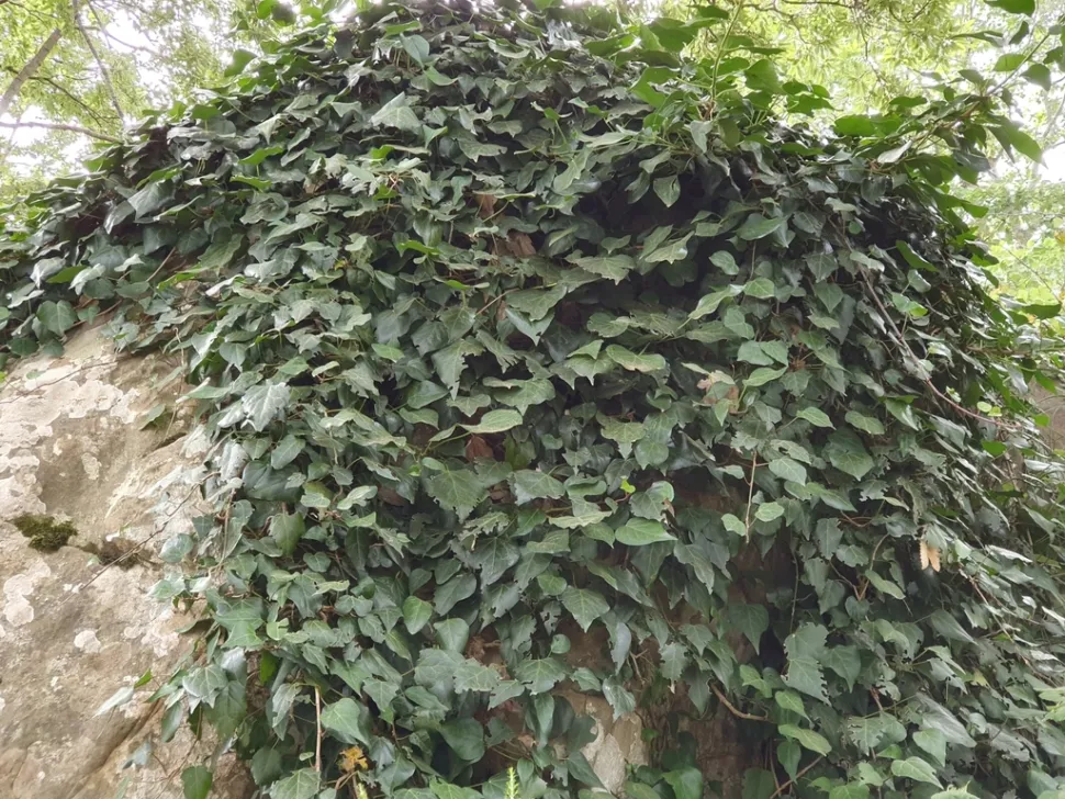 Efeu-Busch Hedera algeriensis