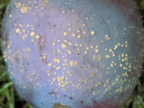 Plum affected by moniliosis