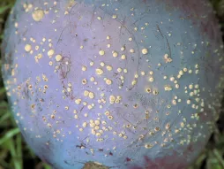 Plum affected by moniliosis