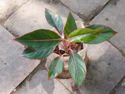 Aglaonema rosa y verde en maceta