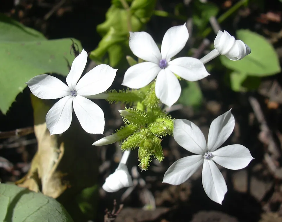 Hvide blomster Ceylon Plumbago