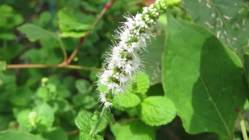 Duftende mynteblomst