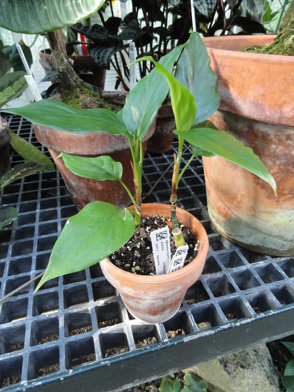 Aglaonema simplex in vaso