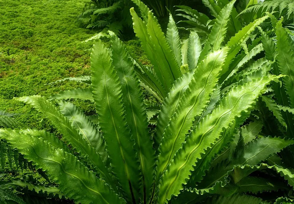 Asplenium antiquum en pleine terre