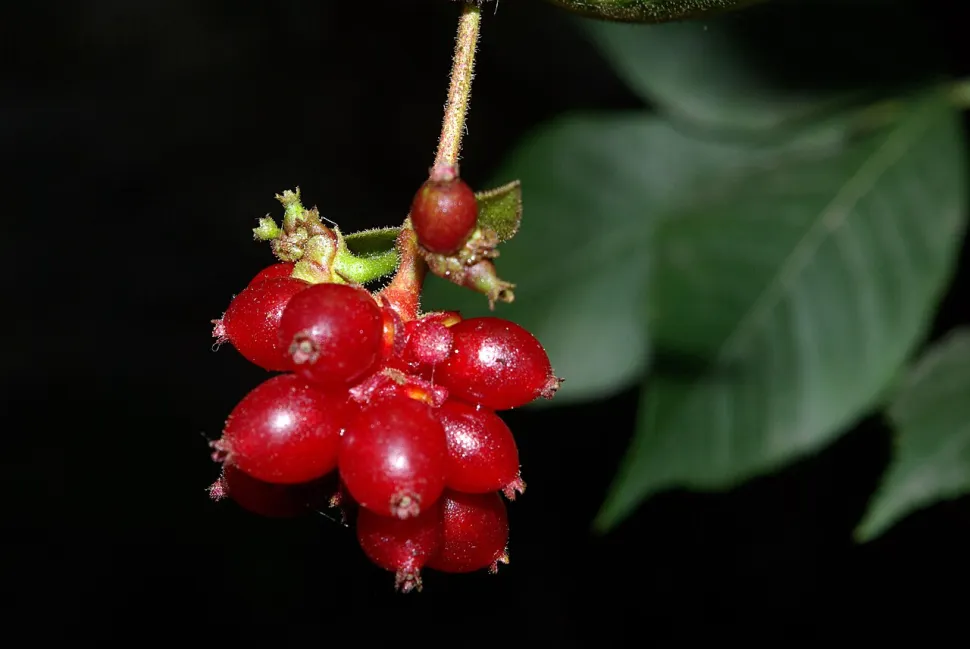 Baies rouges toxiques chèvrefeuille des bois