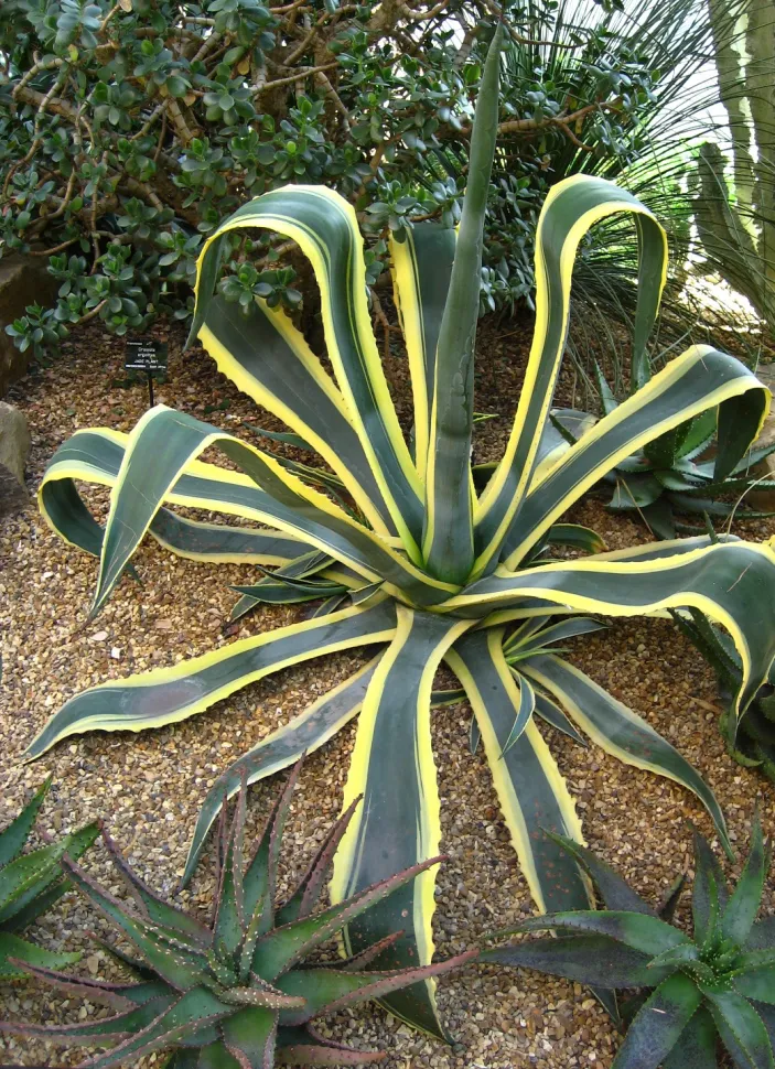 Agave gialla e verde Agave americana variegata