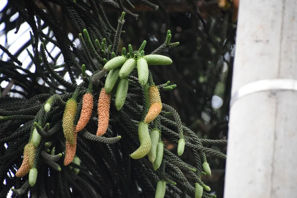 Cones masculinos Araucaria heterophylla