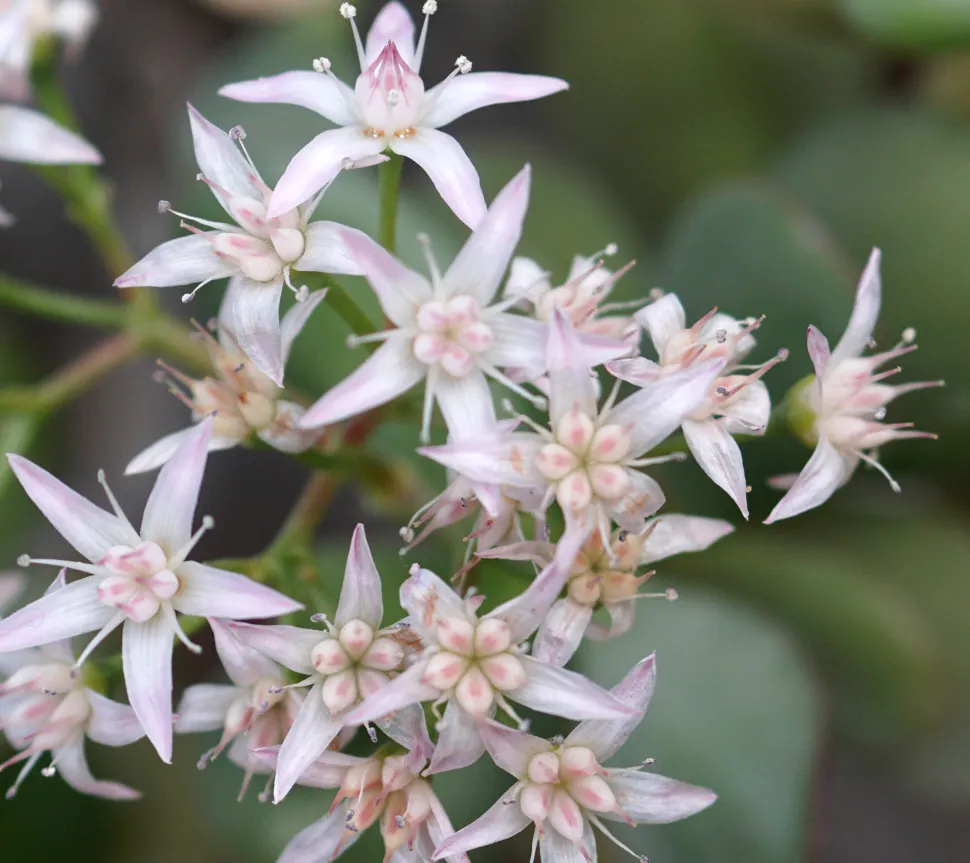 Blüten der Crassula ovata im Botanischen Garten „Parc de la Tête d’Or“ in Lyon