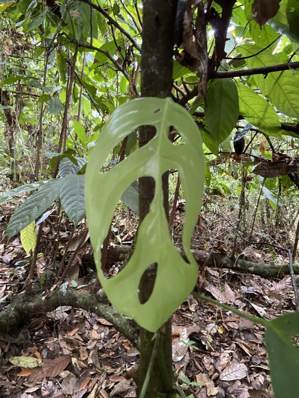Blad af Monstera praetermissa