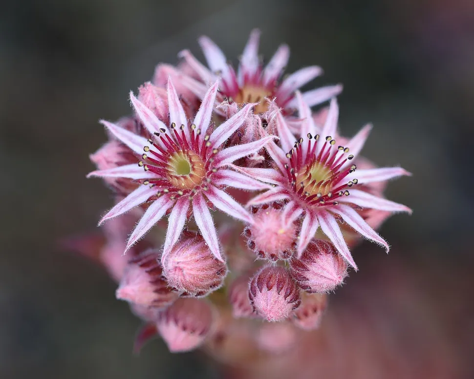 Sempervivum tectorum blomst