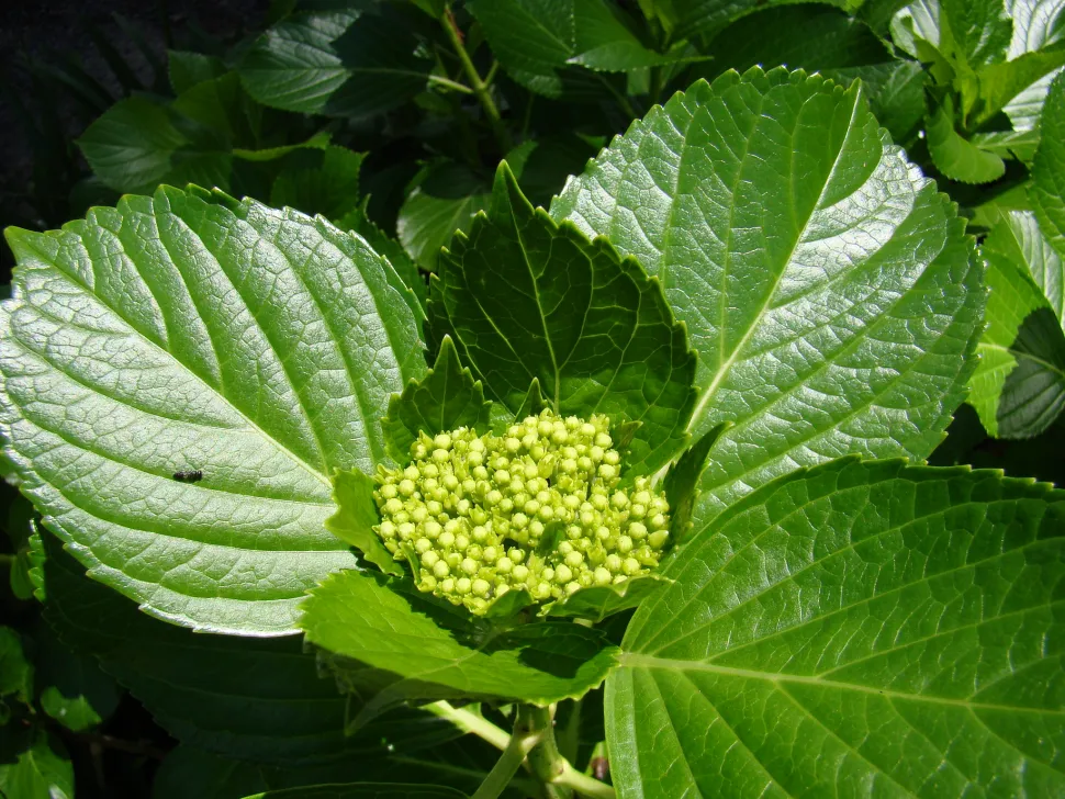 Follaje verde Hydrangea macrohpylla