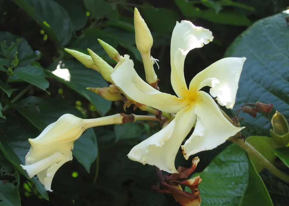 5-bladige bloem Mandevilla boliviensis