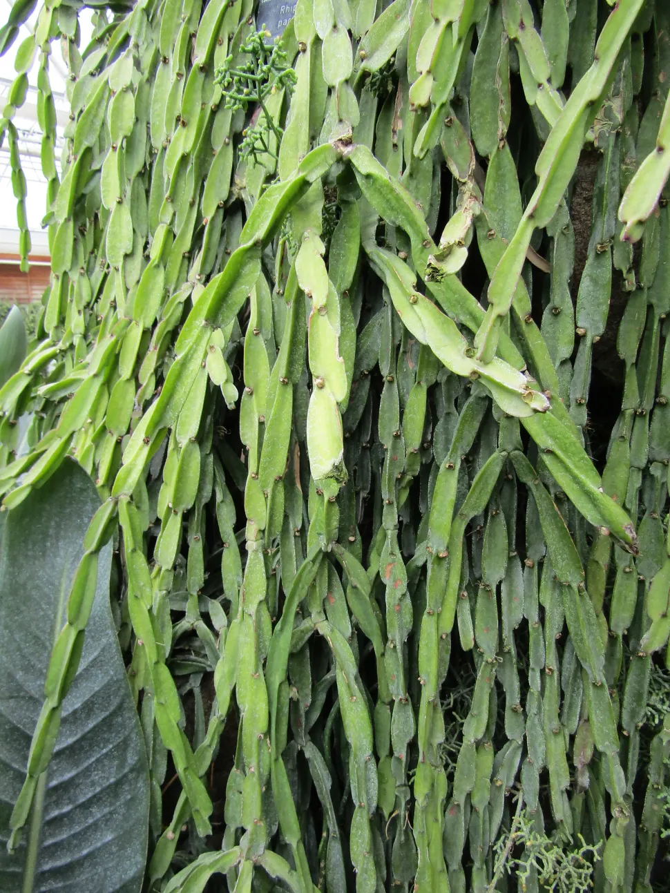 Hängender Kaktus Rhipsalis paradoxa
