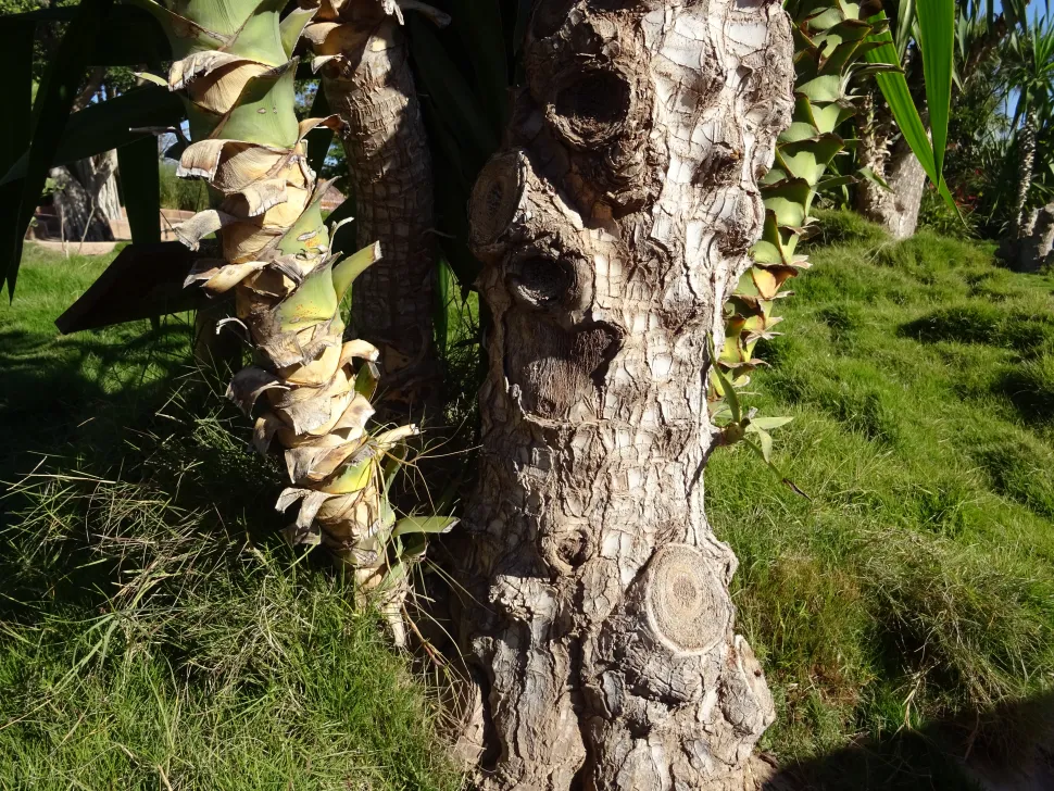 Tronco de Yucca gigantea