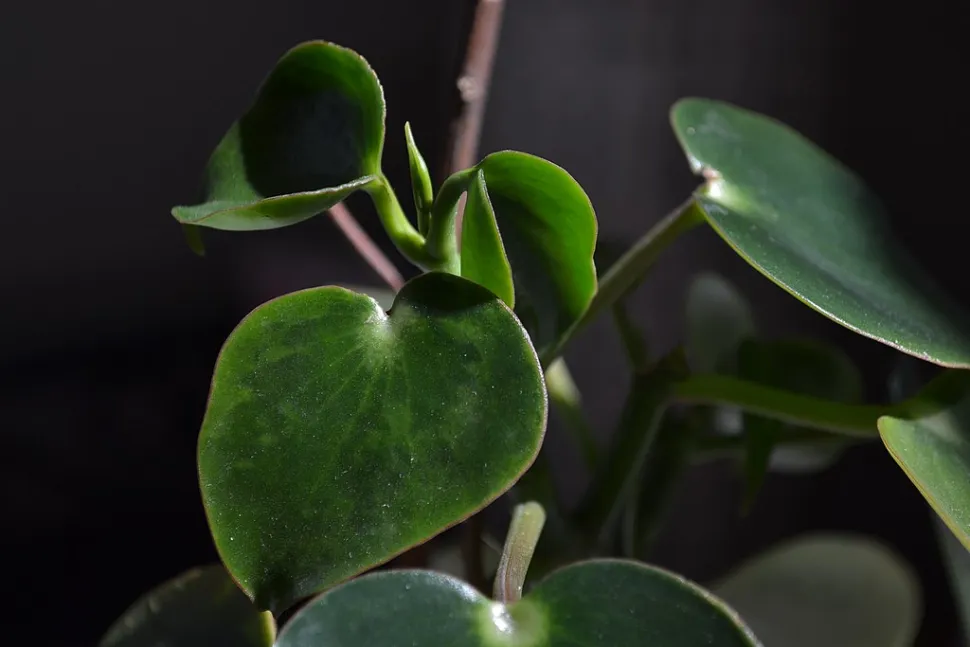 Tropfenförmige Blätter Peperomia polybotrya