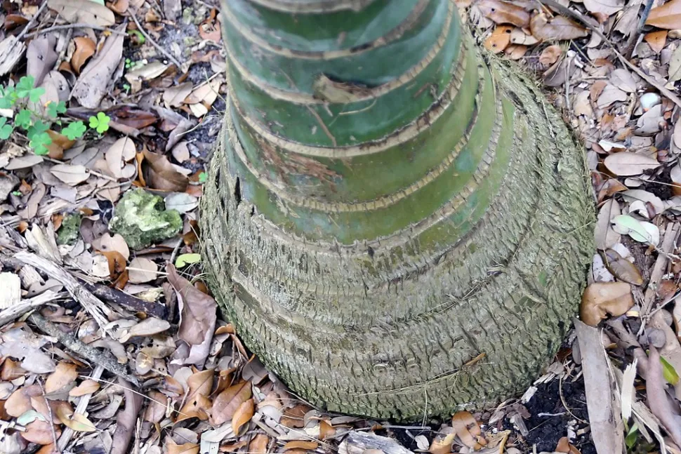 Kentia trunk