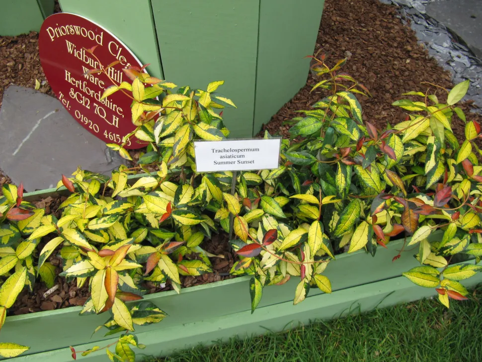 Foliage green yellow red Trachelospermum asiaticum