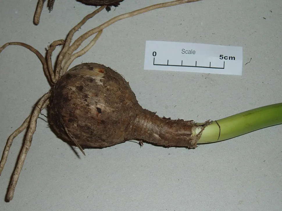 Amaryllis belladonna bulb