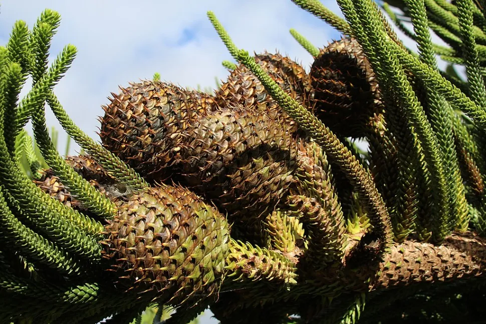 Pinhas Araucaria heterophylla