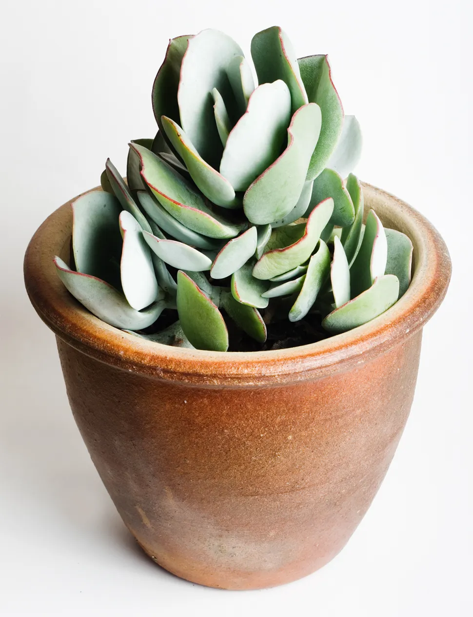 Crassula arborescens i en potte