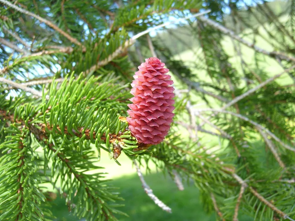 Picea abies de cone laranja