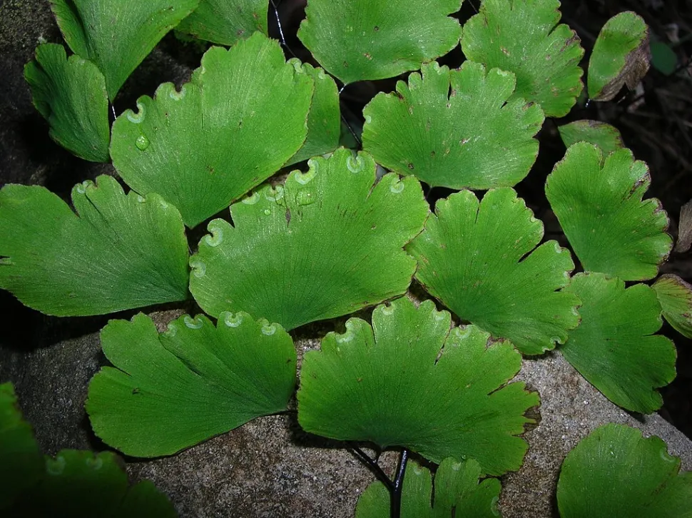 Flige af Adiantum raddianum