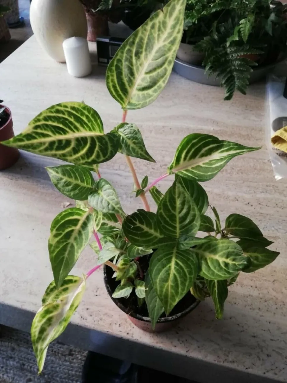 Iresine 'Aureoreticulata' i potte