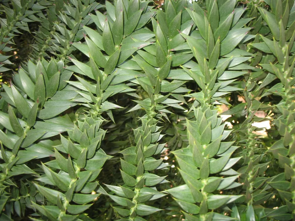 Folhas de Araucaria bidwillii