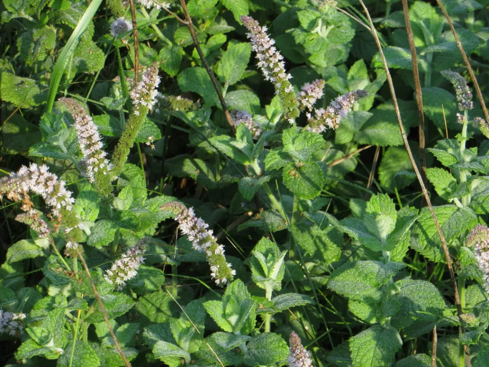 Feuilles et fleurs Mentha rotundifolia