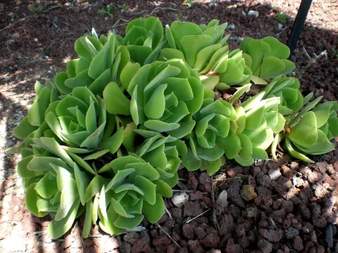 Planta oleaginosa Aeonium virgineum