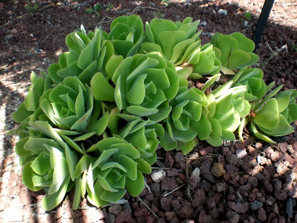 Planta oleosa Aeonium virgineum
