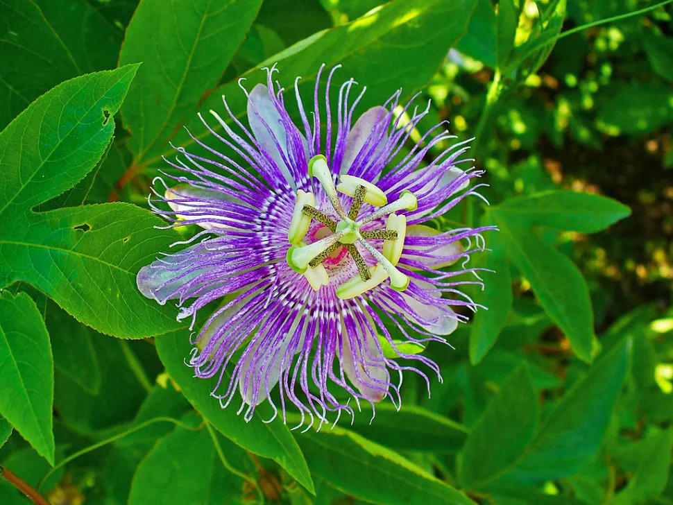 Fiore viola Passiflora incarnata