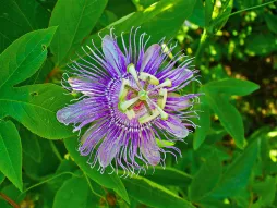 Violette Blume Passiflora incarnata