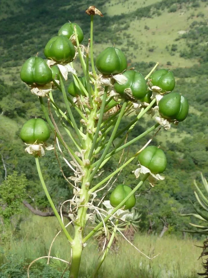 Frutos Ornithogalum saundersiae