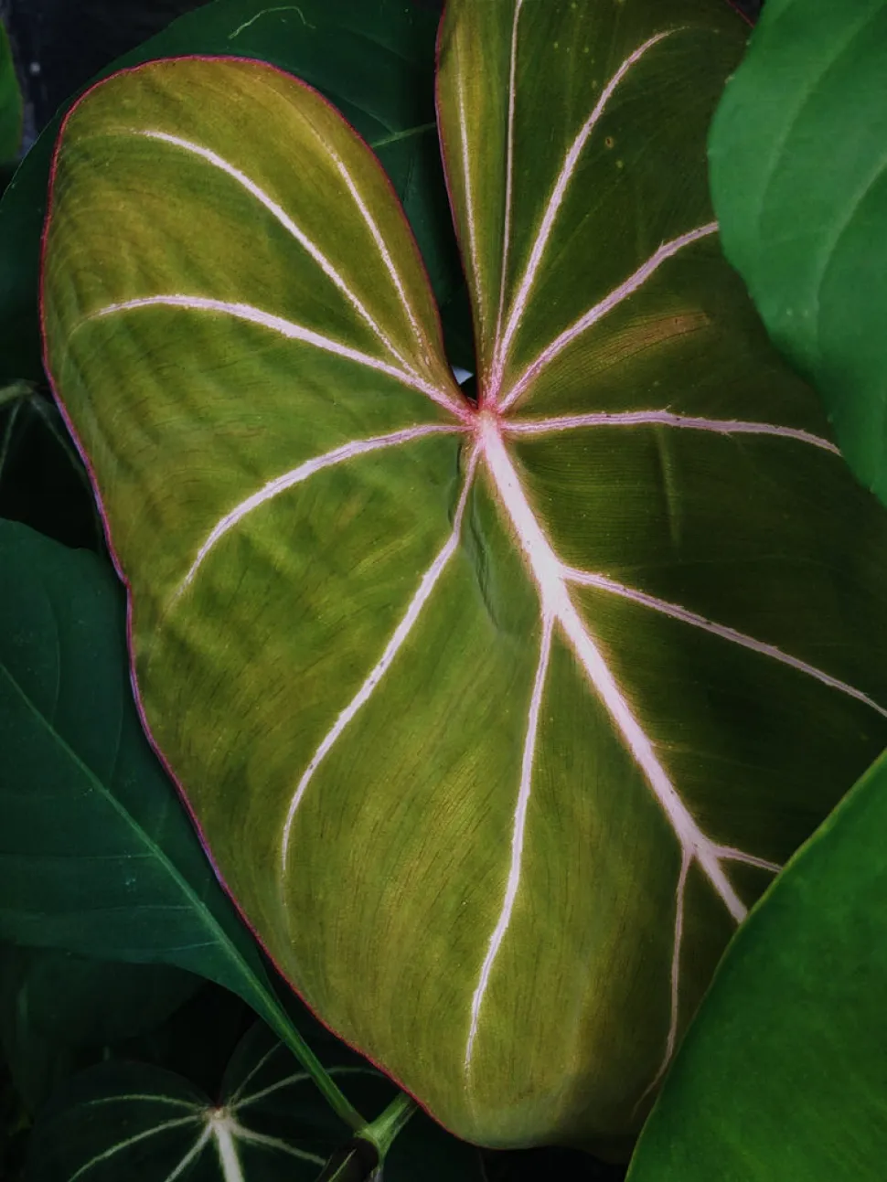 Groen blad met roze nerven van Philodendron gloriosum