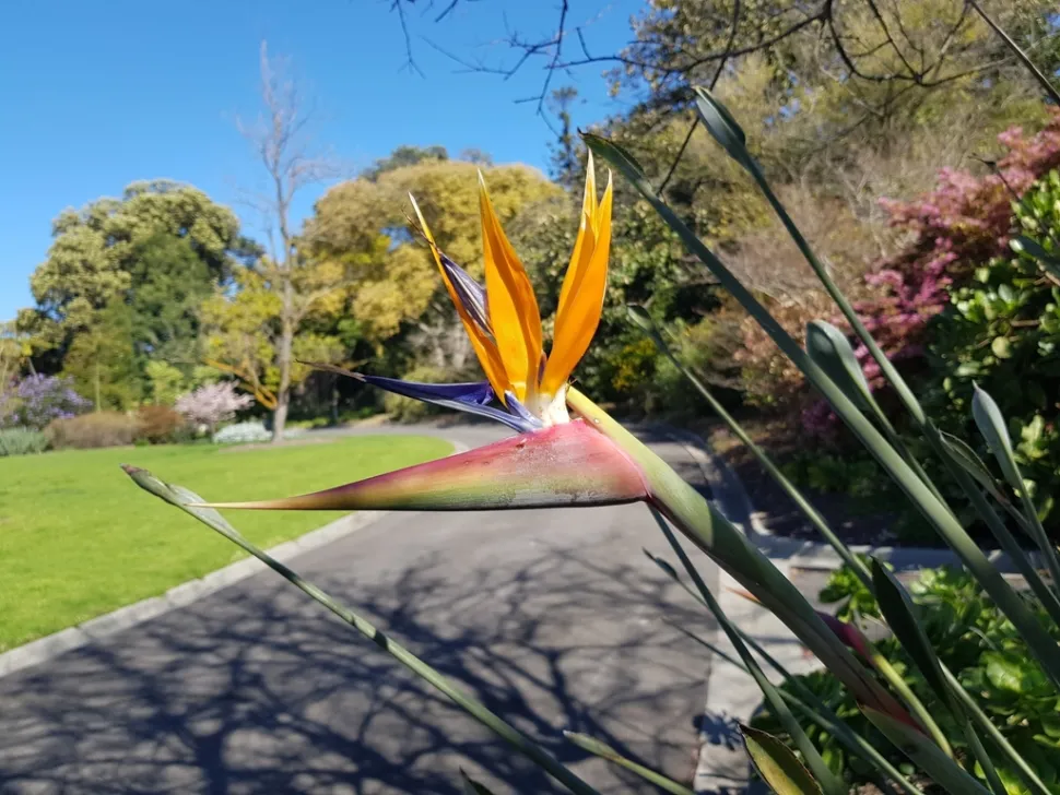 Fiori arancioni e blu di Strelitzia juncea
