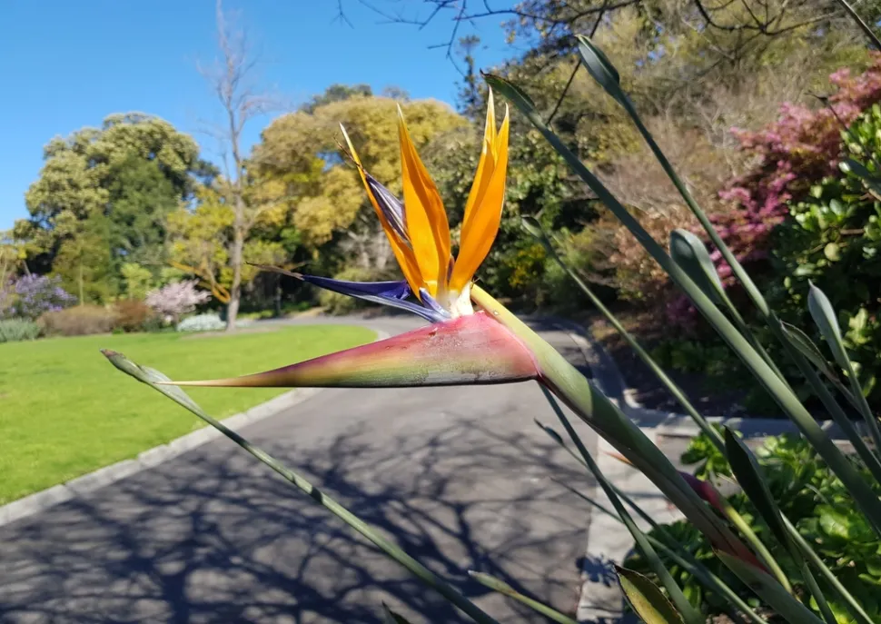 Flores laranja e azuis da Strelitzia juncea