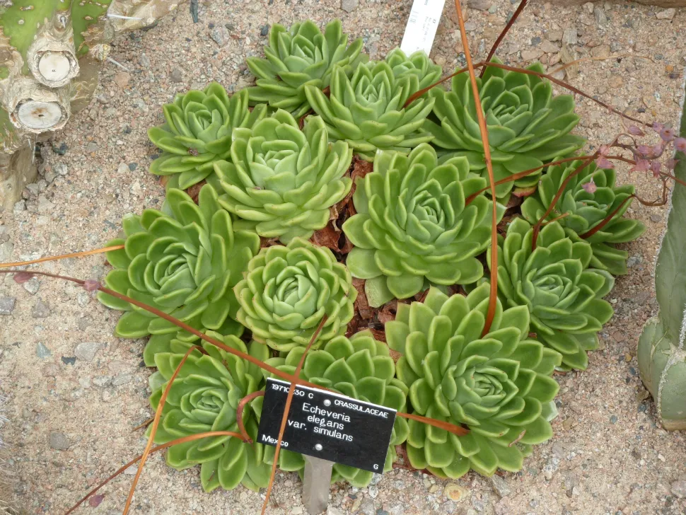 Verschillende Echeveira elegans vetplanten
