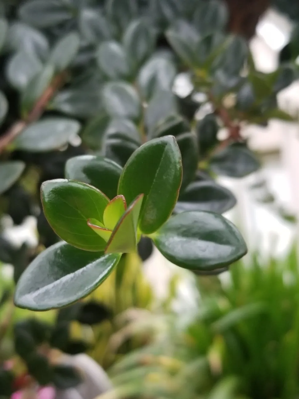 Foglia di Nematanthus 'Jungle Lights