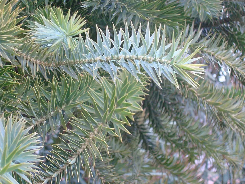 Agujas verde claro Araucaria angustifolia