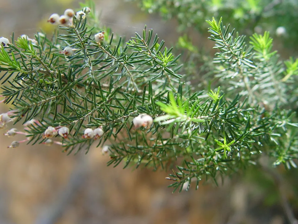 Folhagem de urze Erica arborea