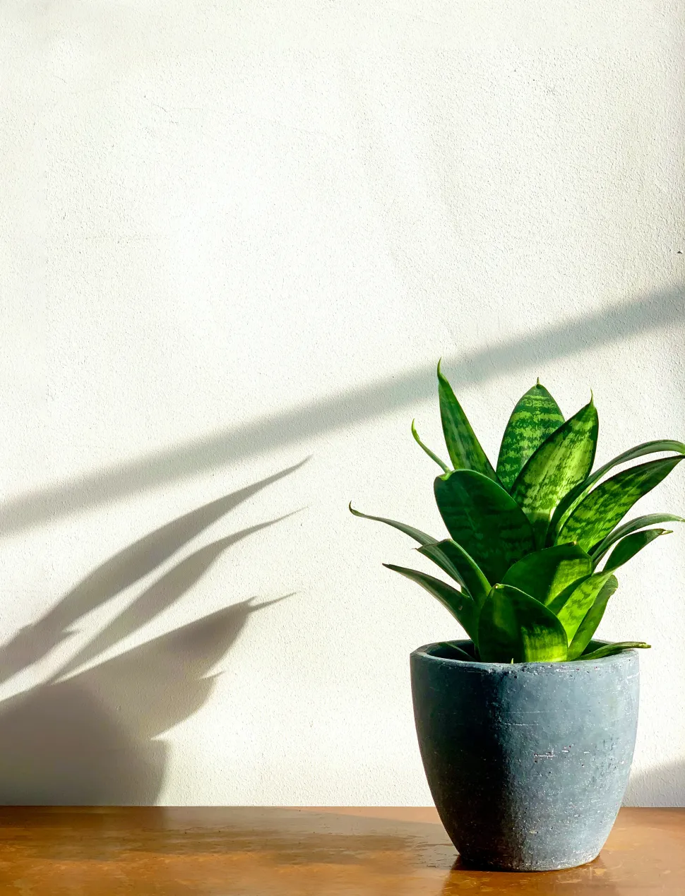 Sansevieria trifasciata 'Green leaves' in einem Topf