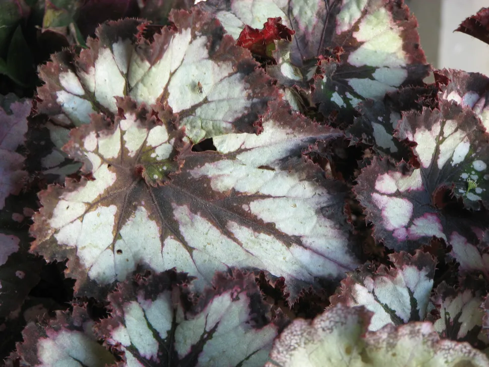 Follaje de la Begonia rex