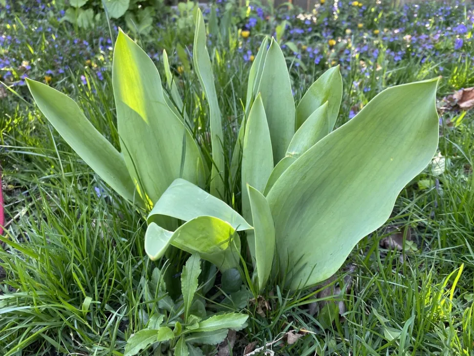 Fogliame di tulipano