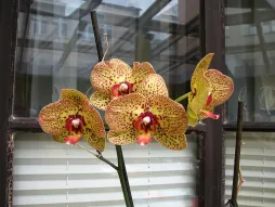 Phalaenopsis-Hybrid mit rosa und gelben Blüten