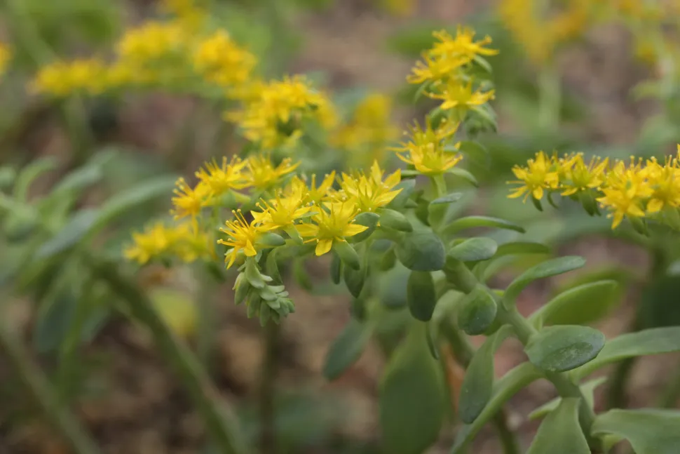 Blüten von Sedum palmeri